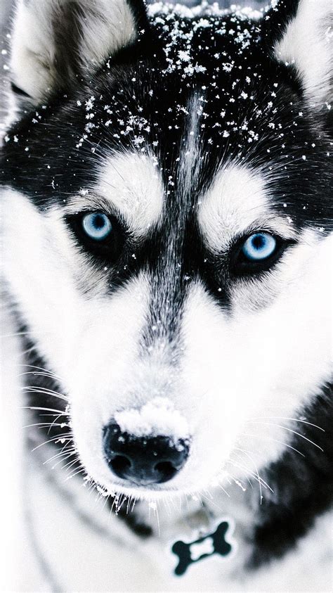 husky wallpaper|husky wallpaper for desktop.